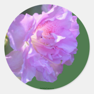 Pink Azalea Flower Photo Sticker Label