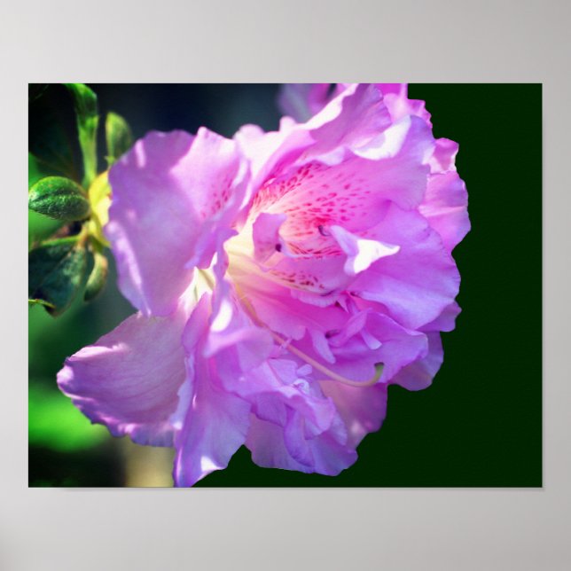 Pink Azalea Flower  Poster (Front)