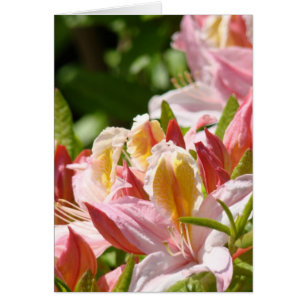PINK AZALEA FLOWERS 6 Azaleas Cards Gifts Mugs