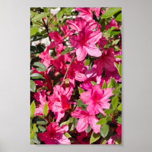 Pink azalea flowers poster