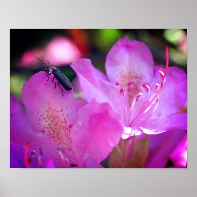 Pink Azalea Flowers Visiting Firefly Insect Poster (Front)