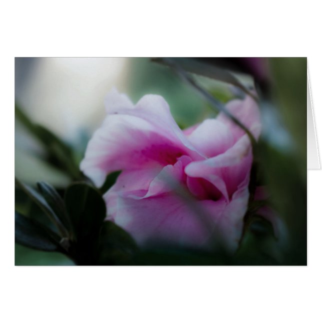 Pink Azalea Greeting Card (Front Horizontal)