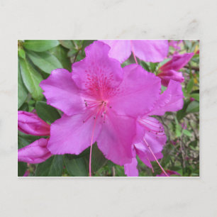 Pink Azalea Postcard