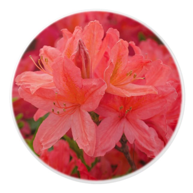Pink Azalea Rhododendron Flowers Ceramic Knob (Front)