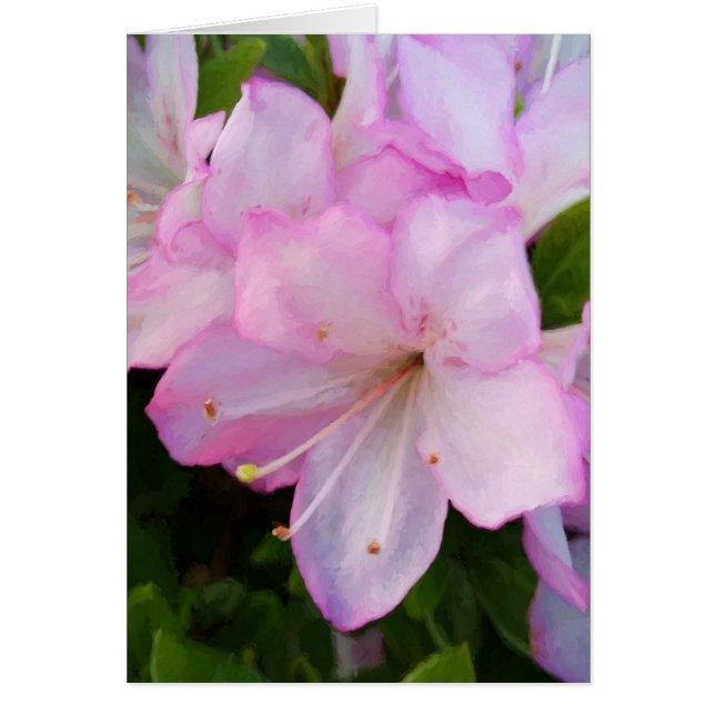 Pink Azaleas (Front)