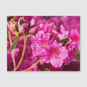 Pink Azaleas