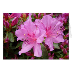 PINK AZALEAS 3 Azalea FLOWERS Cards Gifts Mugs