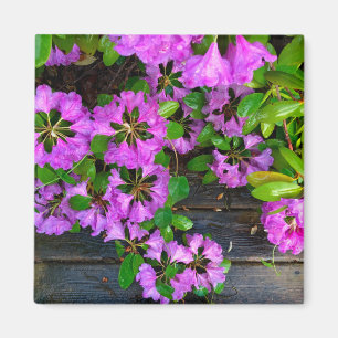 Pink Azaleas flowers, rustic backyard woodgrain  Magnet
