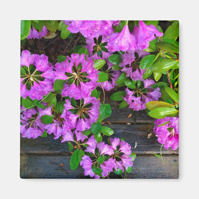 Pink Azaleas flowers, rustic backyard woodgrain  Magnet (Front)