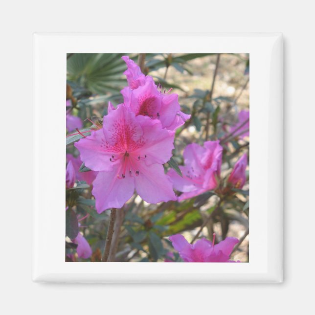 Pink Azaleas Magnet (Front)
