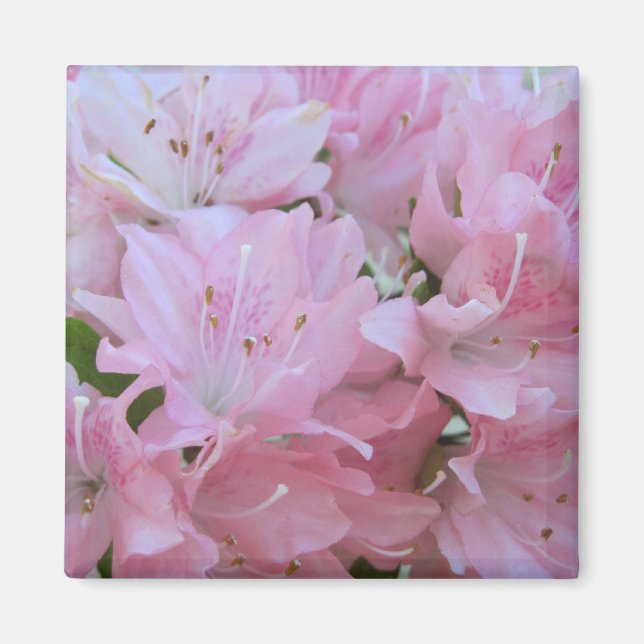 Pink Azaleas Magnets (Front)