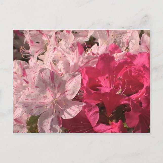 Pink Azaleas Postcard (Front)