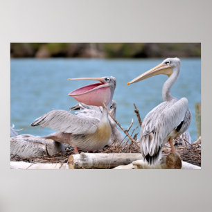 Pink-backed Pelicans Poster