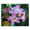 Pink Ballerina Blossoms Photo Print