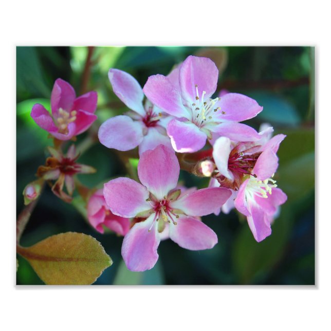 Pink Ballerina Blossoms Photo Print (Front)