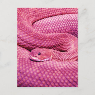 Pink Basilisk Rattlesnake Postcard