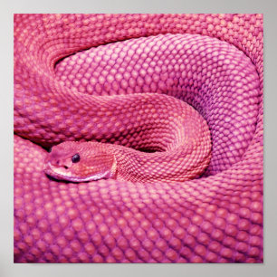 Pink Basilisk Rattlesnake Poster