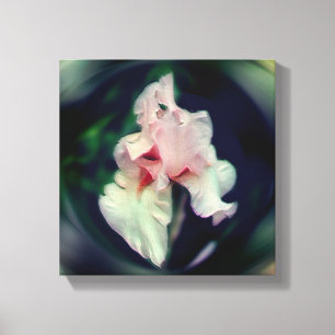 Pink Bearded Iris Flower Art Canvas Print