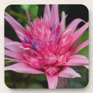 Pink Beauty Coaster