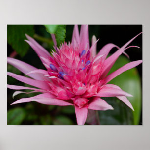 Pink Beauty Poster