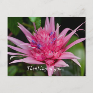 Pink Beauty Thinking Of You Postcard