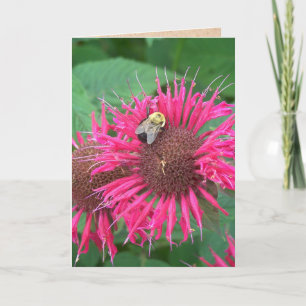 Pink Bee Balm Flower and Honey Bee Card