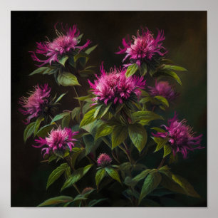 Pink Bee Balm Flower Art Print Poster