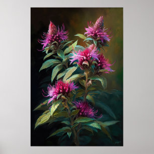 Pink Bee Balm Flower Art Print Poster