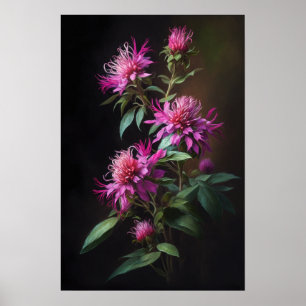 Pink Bee Balm Flower Art Print Poster