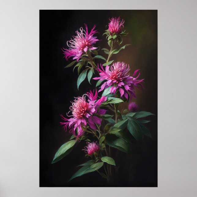 Pink Bee Balm Flower Art Print Poster (Front)