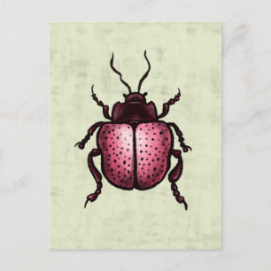 Pink Beetle Cute Bug Art - Insect Lover Postcard