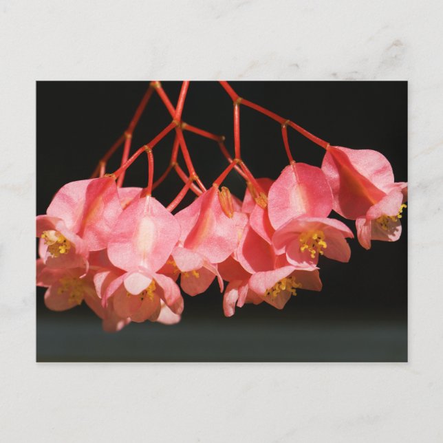 Pink Begonia Angel Wing Flowers Postcard (Front)