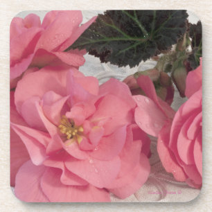 Pink Begonia Flowers Coasters