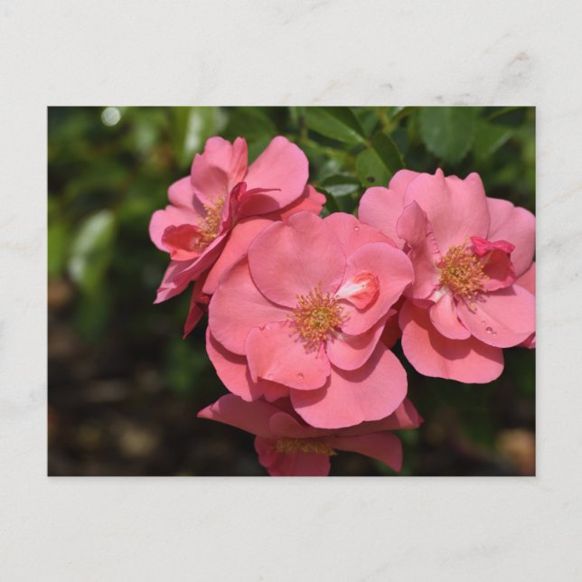 Pink Begonia Flowers Postcard (Front)
