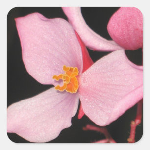 Pink Begonia Sticker