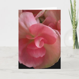 Pink Begonias, Digital Painting Greeting Card