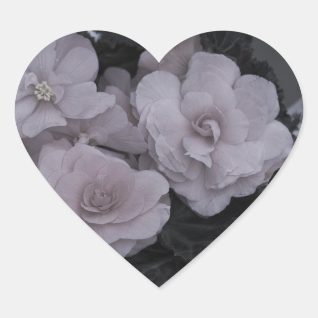 Pink Begonias Resting On Bench Heart Sticker (Front)