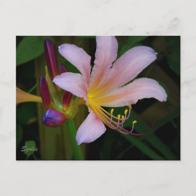Pink Belladonna Lily Bloom Postcard (Front)