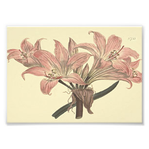 Pink Belladonna Lily Botanical Illustration Photo Print