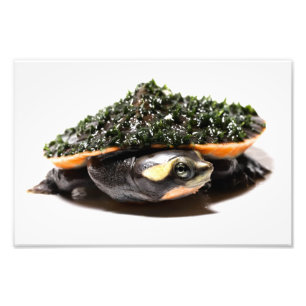 Pink Belled Sideneck Turtle Photo Print