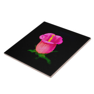 Pink Bellflower on Black Tile