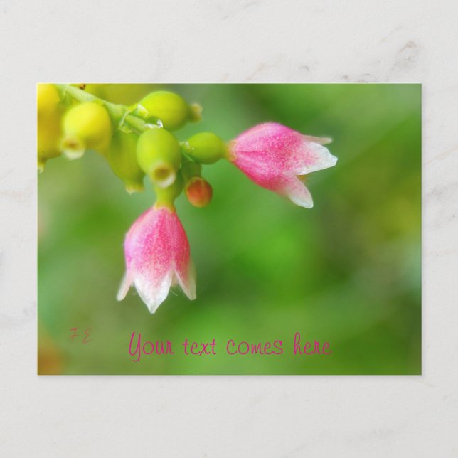 pink bells holiday postcard (Front)