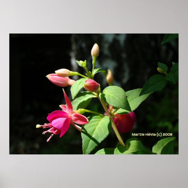 Pink Bells Poster (Front)