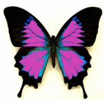Pink Black and Blue Butterfly For A Friend Photo Sculpture Key Ring<br><div class="desc">Great everyday gift. Made of acrylic with metal keyring</div>