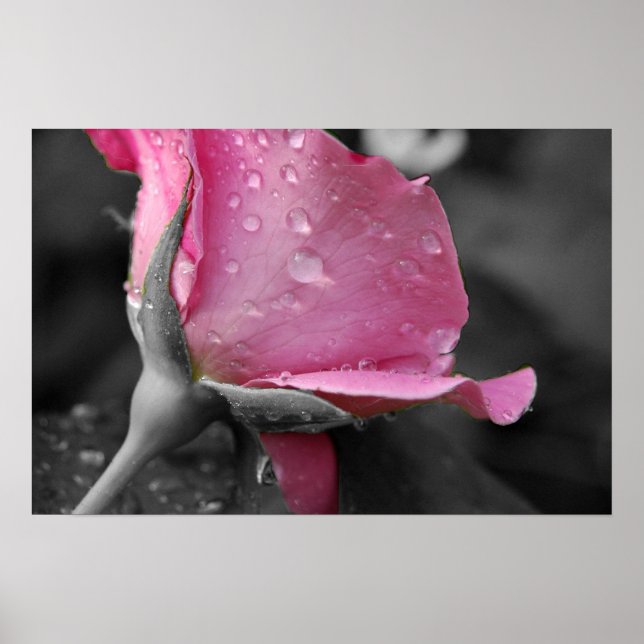 Pink & Black Poster (Front)