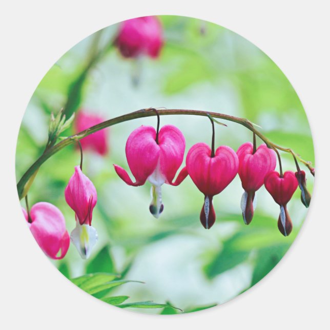 Pink Bleeding heart Flower  Classic Round Sticker (Front)