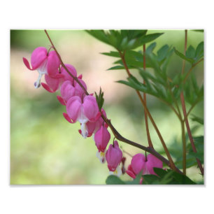 Pink Bleeding Hearts 10x8 Flower Photo Print