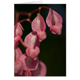 Pink Bleeding Hearts card