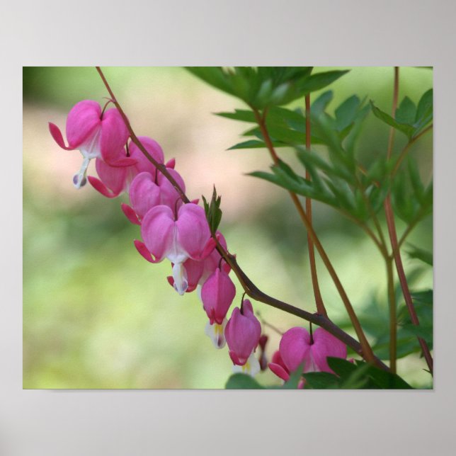 Pink Bleeding Hearts Floral Poster (Front)