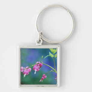 Pink bleeding hearts in garden. Credit as: Key Ring